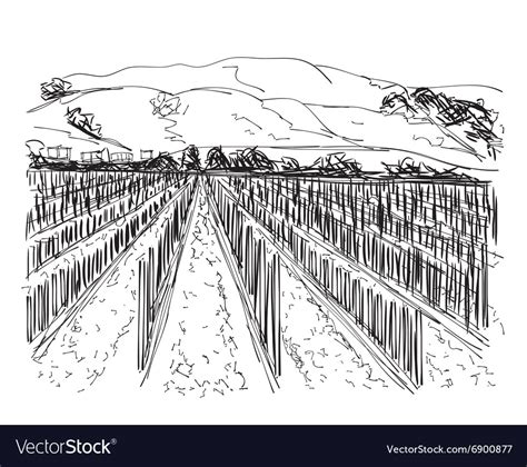 Vineyard Landscape Hand Drawn Royalty Free Vector Image