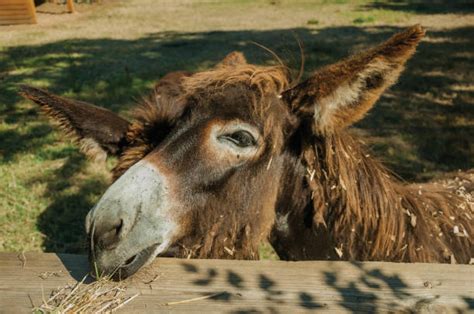 Best Hee Haw Donkeys Stock Photos Pictures And Royalty Free Images Istock