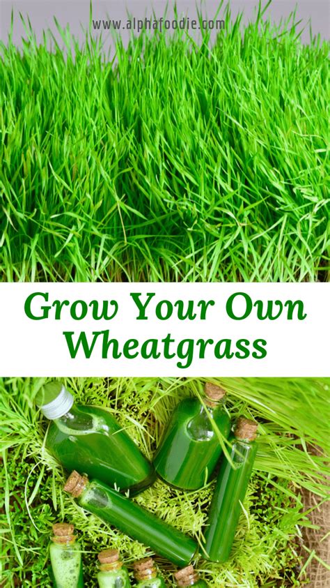 How To Grow Wheatgrass At Home With And Without Soil Which Is So Simple