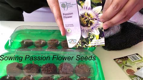 How To Plant Passion Flower Vine Seeds Plionet