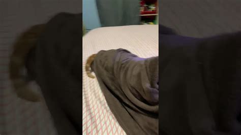 Cat Burrito Youtube