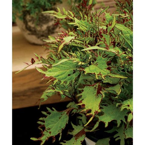 Parkseed.com is tracked by us since april, 2011. Coleus Under the Sea Gold Anemone | Drought tolerant ...