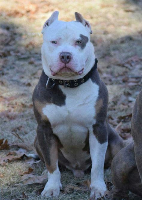 Our beautiful pitbull puppies are born and raised in our puppy farm which is a loving environment with affection and discipline. Tri color American Bully | Pitbull terrier, Pitbulls, Bully dog