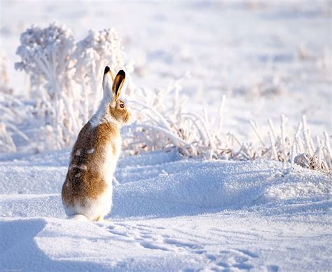 Snow Rabbit Wallpapers Top Free Snow Rabbit Backgrounds Wallpaperaccess
