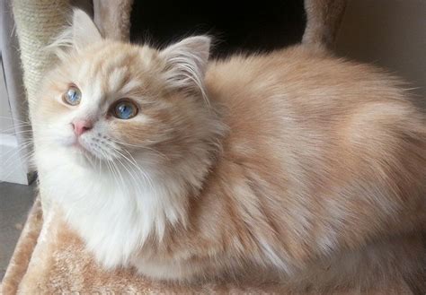 Ragamuffin Cats And Ragamuffin Kittens Shrewsbury Shropshire Uk Blue