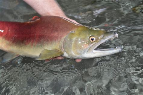 2019 Sol Duc River Fishing Report The Lunkers Guide