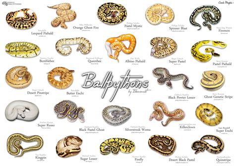 World Of Ball Pythons