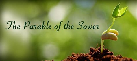 The Powerful Parables Of Jesus The Parable Of The Sower Osprey Observer