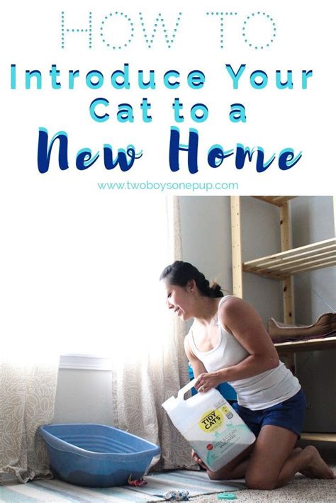 How To Introduce Your Cat To A New Home Two Boys One Pup