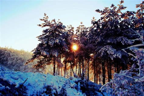 Free Images Tree Forest Branch Cold Winter Sunrise Sunlight
