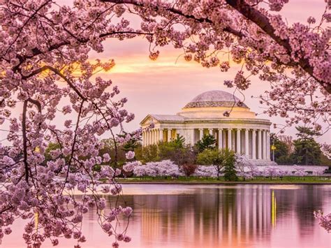 Heres When Dcs Cherry Blossoms Will Peak This Spring Washington Dc