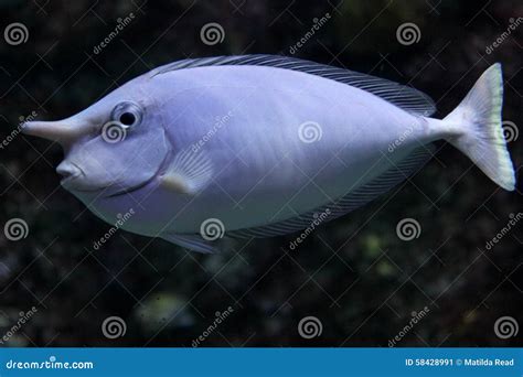 Unicorn Fish Stock Image Image Of Marine Nadi Large 58428991