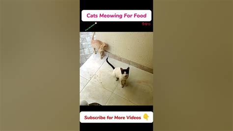 Hungry Cats Meowing For Food Cat Tik Tok Shorts Youtube