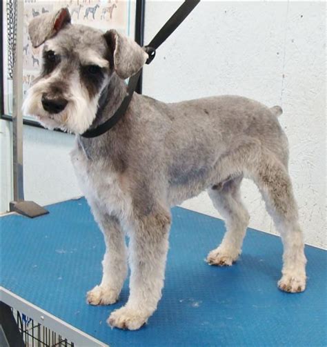 May Daily Schnauzer Puppy Cut Grooming Hair