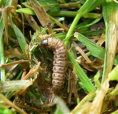 Integrated Management Of Turfgrass Insects