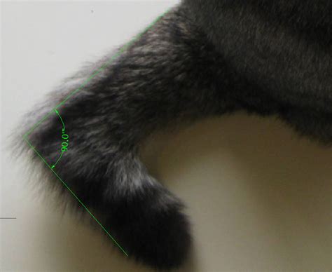 These injuries may range in severity, from the tail simply being shut in a door to being hit by a. My Cat Has A Broken Tail What Do I Do - CatWalls