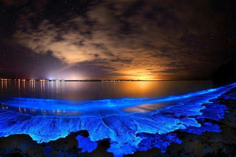 Blue Plankton Bioluminescent Bay Jervis Bay Australia Bioluminescence
