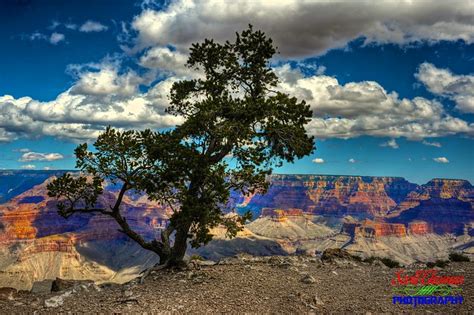 Pinyon Pine At The Grand Canyon A Photo On Flickriver