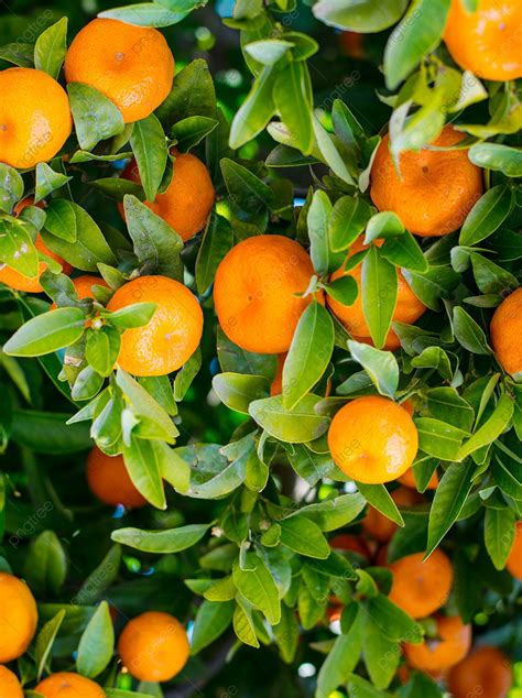 Sliced Mandarin Orange Citrus Fruit Pattern