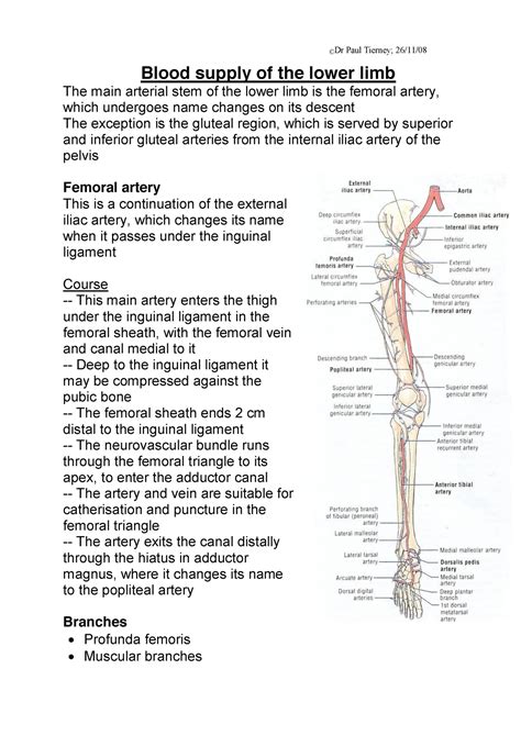 DIAGRAM Vascular Surgery Lower Extremity Artery Diagram MYDIAGRAM ONLINE