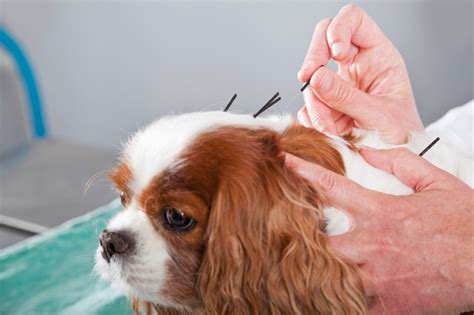 Hilary wheeler and her staff at the whole pet vet are the most caring and professional experts! An Ancient Art: The Benefits of Pet Acupuncture | The ...