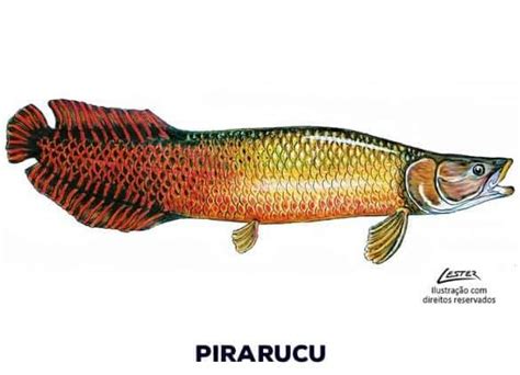 Peixe Pirarucu Característica Alimentação E Reprodução
