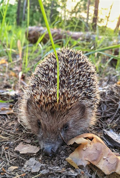 Hedgehog In The Forest Stock Image Image Of Wildlife 19013529