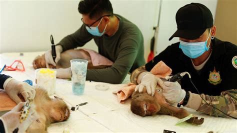 Coronavirus Thailand Sterilises 500 Monkeys To Protect Locals Because
