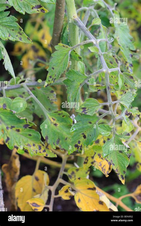 Tomato Blight Phytophthora Infestans Early Stages On Tomato Plant Stock