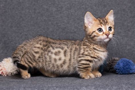 Before You Bring A Munchkin Cat Home Learn These Facts Pawtracks
