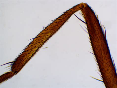 Saxon Saxon Animals Biological Microscope Prepared Slides 50pcs