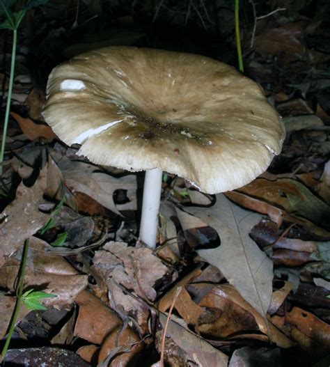 Several Mushrooms Found In Alabama Help W Id Mushroom Hunting And