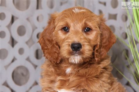Best puppy food for goldendoodles; Owen: Goldendoodle puppy for sale near Columbus, Ohio ...
