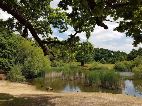 Travel guide resource for your visit to epping. A summer day stroll in the Epping Forest | Wave to Mummy