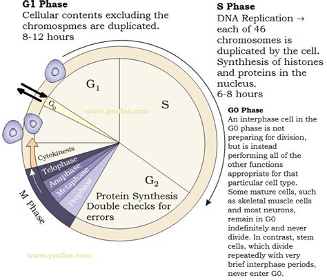 Where does mitosis takes place in animals? Mitosis | Cell Cycle | Cell Division | PMF IAS