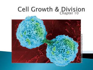 Cell division in eukaryotic cells includes mitosis, in which the nucleus divides, and cytokinesis, in which the cytoplasm divides and daughter cells form. 10.2 The Process of Cell Division Chromosomes