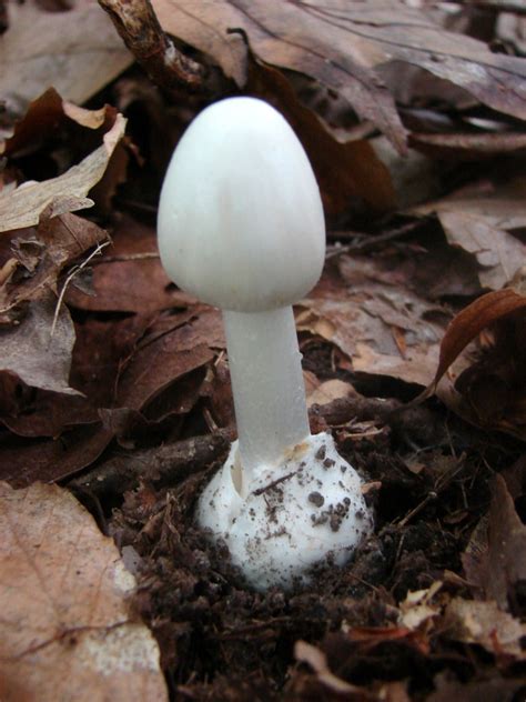 Amanita Bisporigera At Indiana Mushrooms