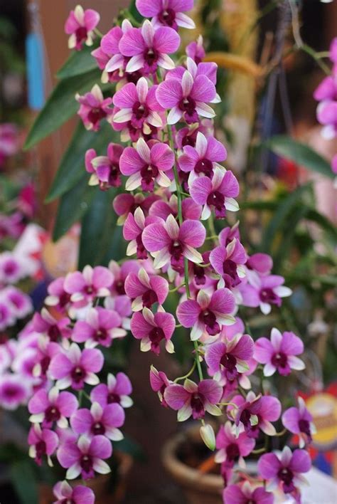 den bangkok blue beautiful orchids orchid flower dendrobium orchids