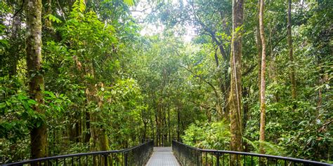 The Daintree Rainforest Absolutely Australia