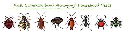 Dealing With Common Household Pests Green Earth Pest Control