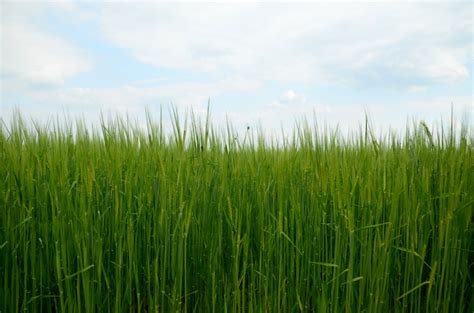 Free Images Nature Sky Lawn Meadow Barley Wheat Grain Prairie