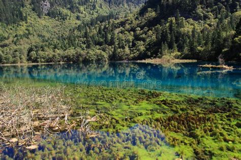 Colorful Lake In Jiuzhaigou National Park Of Sichuan China Stock Image