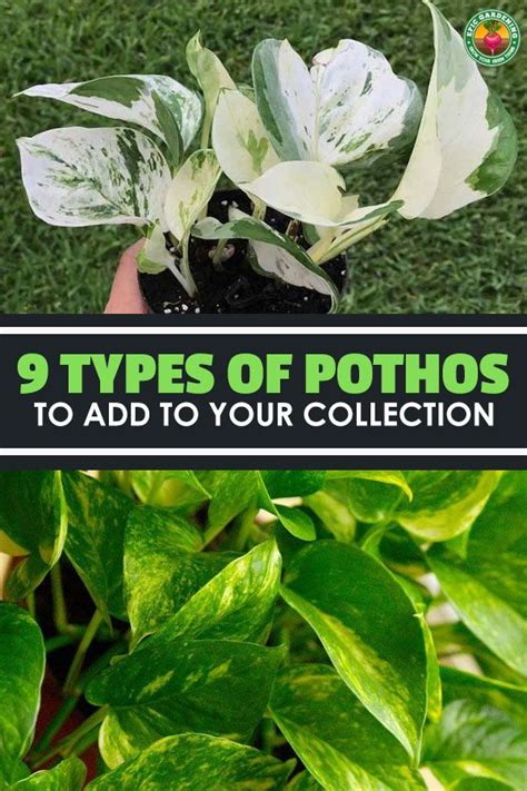 12 Types Of Pothos To Improve Your Collection Pothos Plant Care
