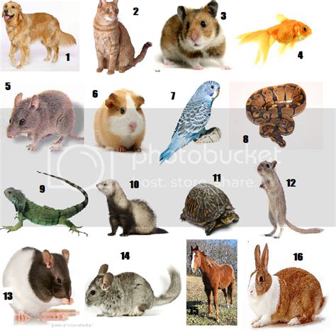 Popular Pets (Pics) Quiz - By 12lehmae