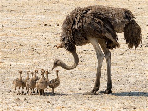Baby Ostriches All You Need To Know With Pictures Unianimal