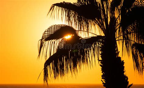 Evening Sea Palm Trees Stock Photo Image Of Evening 39386590