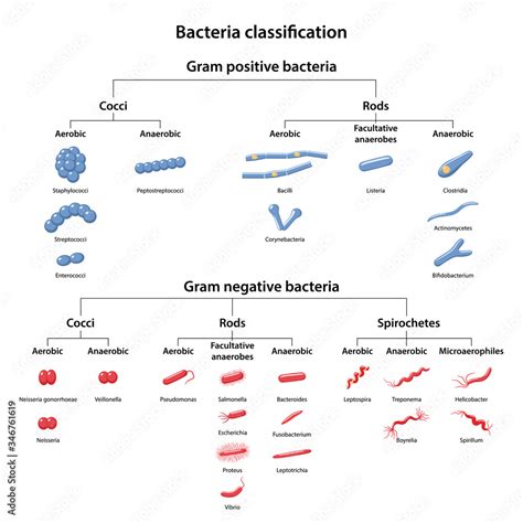 Fotomural Classification Of Bacteria By Type Of Respiration Aerobic