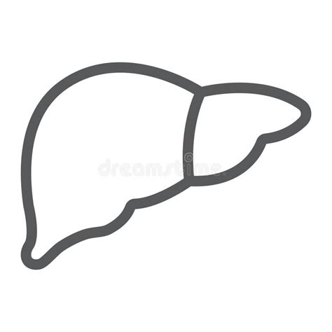 Liver Line Icon Anatomy And Biology Hepatology Stock Vector