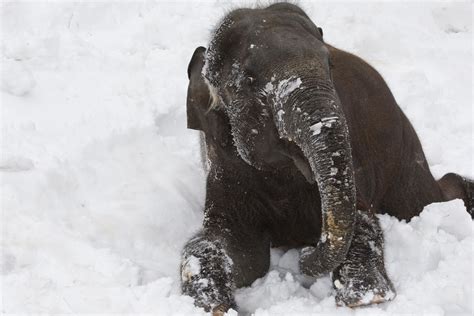 The Animals At The National Zoo Love Snow Days Just As Much As We Do