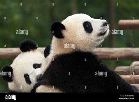 Giant Pandas China Playing Hi Res Stock Photography And Images Alamy